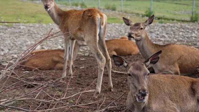 Several female red deer and their young resting together in a wildlife enclosure. One doe in the foreground is chewing cud while looking directly at the camera, showcasing natural animal behavior