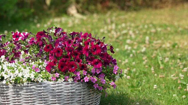 Beautiful wicker basket filled with vibrant petunia, alyssum, and bacopa flowers swaying gently in the summer breeze, with a lush green lawn creating a serene and natural background