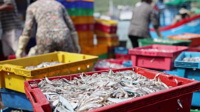 Freshly caught small fish packed into plastic crates during unloading at the busy fish market near the port in Nha Trang, Vietnam. Seafood industry, marine catch processing, local trade and labor.