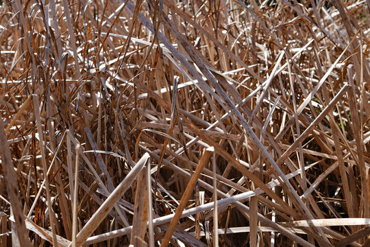 Close up full frame background of dense tall dry grass stems and reeds in nature