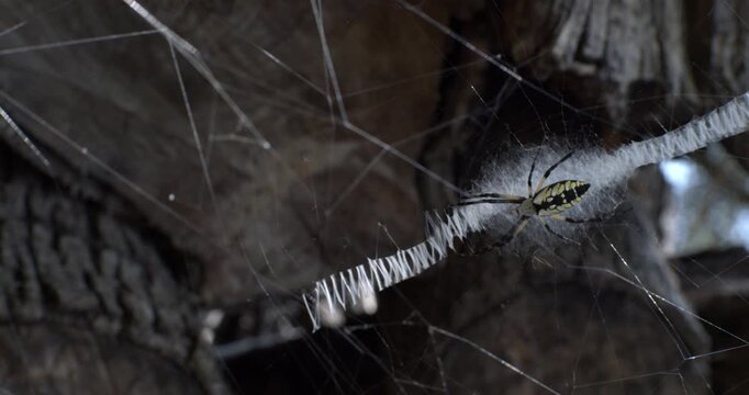Yellow Garden Spider (Argiope aurantia) sitting in her web built on a log pile, the light bouncing off of the white silk pattern.