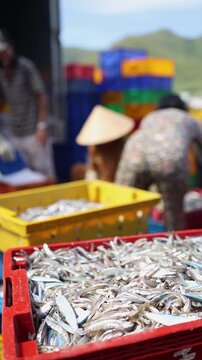 Freshly caught small fish packed into plastic crates during unloading at the busy fish market near the port in Nha Trang, Vietnam. Seafood industry, marine catch processing, local trade and labor.
