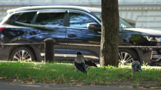 Curious hooded crows wander across a bright sunlit patch of grass in the middle of the day while a large vehicle rests in the quiet urban background near a tree trunk amidst a peaceful city park