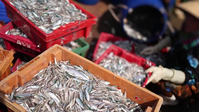Freshly caught small fish packed into plastic crates during unloading at the busy fish market near the port in Nha Trang, Vietnam. Seafood industry, marine catch processing, local trade and labor.