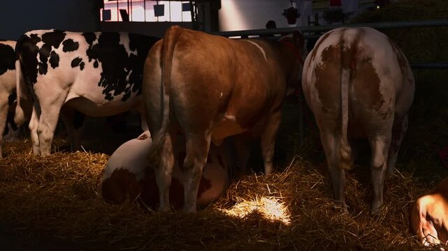 Dairy cows stand and lie on straw bedding inside a dimly lit barn stall, illuminated by warm overhead light. 4K.