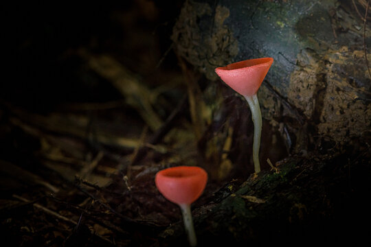 Cookeina sulcipes mushroom growing in dark forest