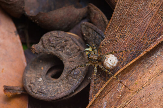 Spider carrying egg sac on decomposing forest floor