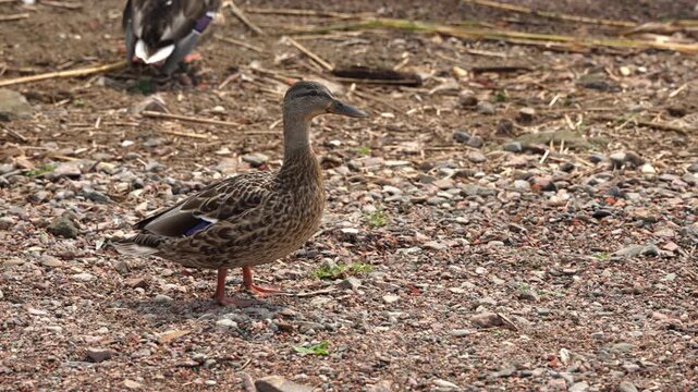 A calm female Mallard explores the pebble shore near the water under the warm morning sun, searching for food among scattered twigs and stones while showcasing her beautiful patterned brown feathers.