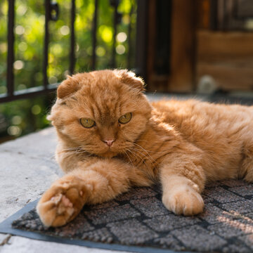 Ginger Scottish Fold cat relaxing on a mat in a sunny outdoor setting  