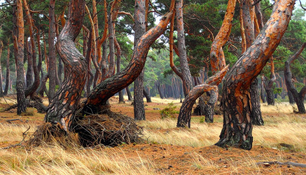 Twisted pine trees forest landscape