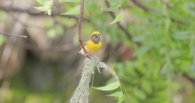 Male Baya Weaver singing on nest; slow motion Morning courtship display in breeding plumage