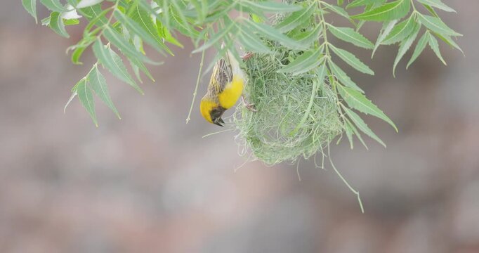 Male Baya Weaver weaving green grass; slow motion swaying early nest architecture morning loop