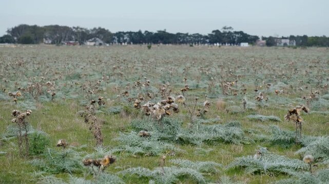 Open native coastal grassland or undeveloped land covered in artichoke thistles and dry weeds in Point Cook, Melbourne Australia. Conservation zones, coastal plains, and invasive flora management.