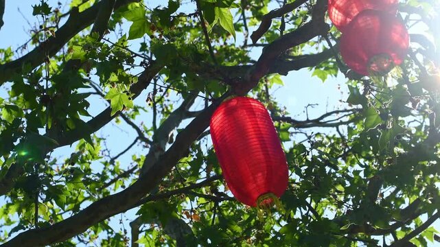 Red chinese kongming lanterns hanging from tree branches in bright sunlight, festive outdoor decoration against blue sky, 4K