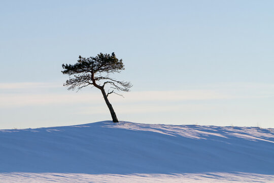 A small pine tree with a bird on top on a snowy hill at sunset