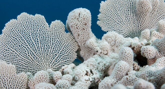 Underwater coral reef structures