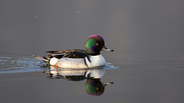 A male bufflehead duck glides gracefully across still water, its vibrant head feathers reflecting in the mirror-like surface during early morning light.