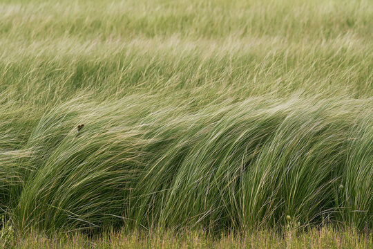 Close-up of green dune grass blowing in the wind against a pale sky