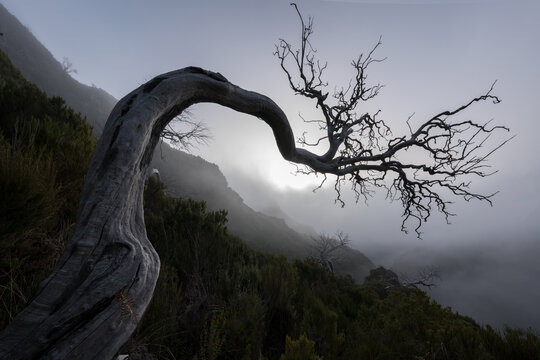 A twisted dead tree stands on a foggy mountainside on Madeira Island