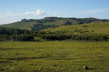 Grassy hills and dense forest under clear blue sky