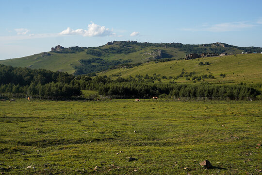 Grassy hills and dense forest under clear blue sky