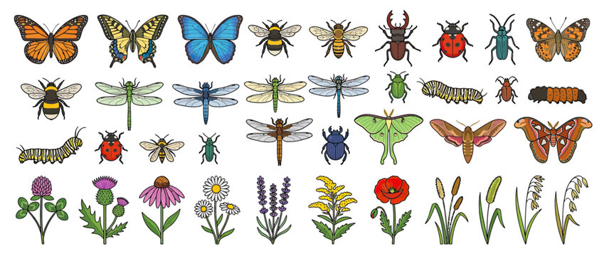 Diverse Collection of Insects and Wildflowers, Isolated