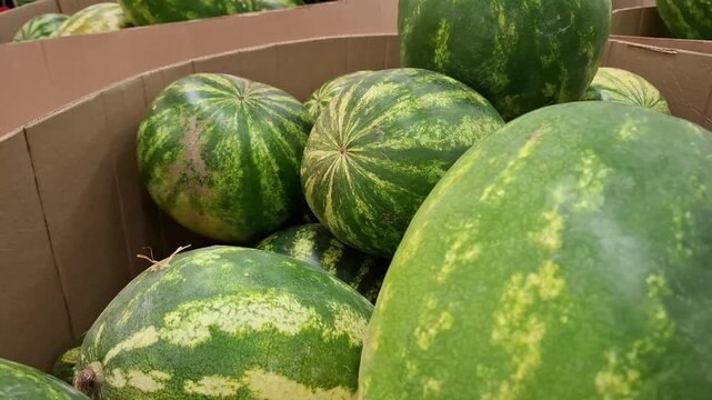Green striped watermelons piled in cardboard boxes at a supermarket grocery store. Seasonal summer fruits display, fresh organic agricultural harvest retail.