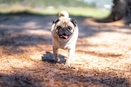 happy pug walking toward the lens 