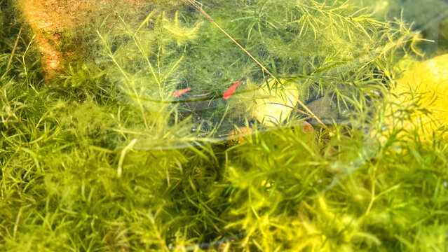 Freshwater Fish Swimming Among Aquatic Plants, Underwater Aquarium Nature Photography