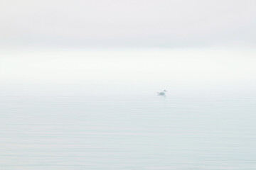 Naklejka premium Minimalist Solitary Seagull Floating on Foggy Calm Water Surface at Mist Dusk