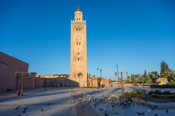 Fototapeta premium Kutubiyya Mosque stands tall in Marrakesh, Morocco as birds gather around the square. The scene shows clear skies and the mosque's distinct tower captured during evening light.