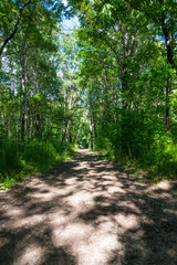 Fototapeta premium Vertical view of a forest trail with dappled sunlight patches on the ground. A peaceful naturecore and cottagecore summer woodland scene.