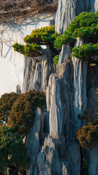 Chinese garden rockery with green pine trees against a white wall and tree shadows