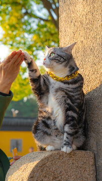 Adorable tabby cat wearing a gold chain reaching out to touch a human hand outdoors