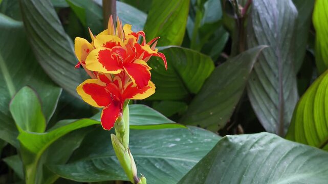 Vibrant bicolor red and yellow Canna indica flower blooming amidst large green leaves in a sunlit garden in Iași, Romania.