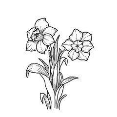 Obraz premium vector drawing of a flower peony