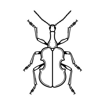 Creative Insect Violin Illustration.