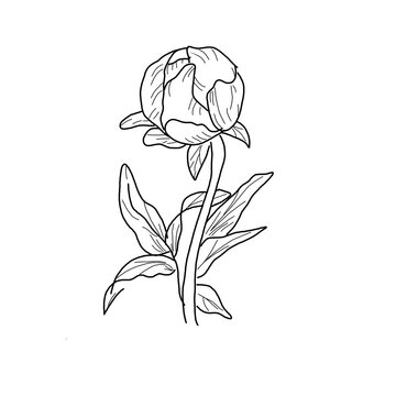 hand drawn flower peony outline 