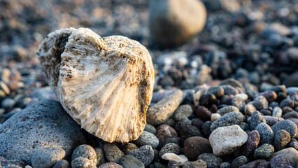 Close up of weathered coral skeleton among coastal pebbles, illuminated by warm natural sunlight with soft background. © antbangun
