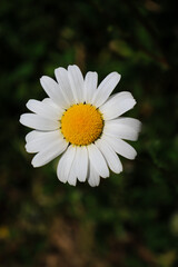 Fototapeta premium white daisy flower