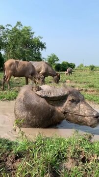 Water Buffalo Relaxing and Rolling in Mud Hole