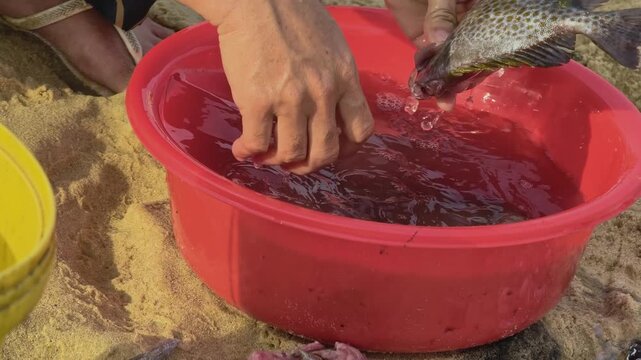 Close-up of a vendor washing and lifting fresh fish from a red basin at a coastal market in Central Vietnam