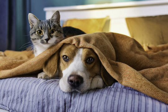 dog and cat enjoying lying unter the blanket in the bisg bed in the sleeping room