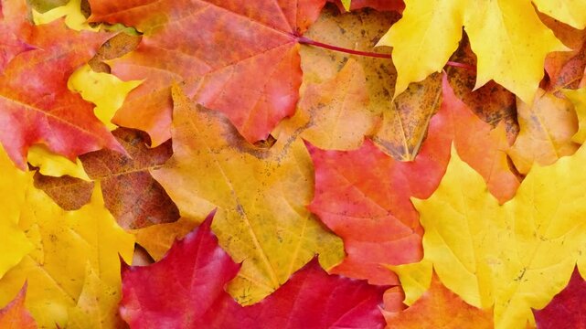 Bright rotating background with autumn maple leaves, top view. Zoom out 4K video