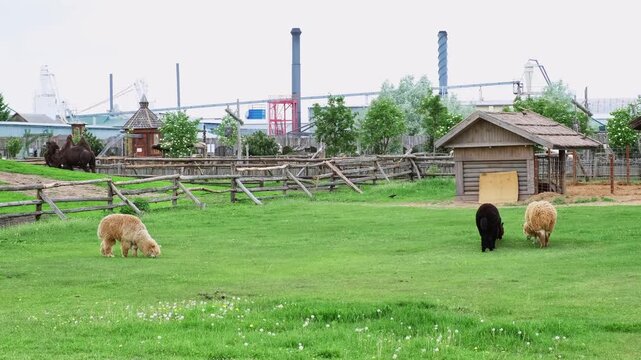 Alpacas graze on a green grassy paddock in a rural farm enclosure with industrial buildings in the background. High quality 4k footage