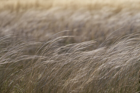 Soft Focus Feather Grass Swaying Softly in Countryside Field