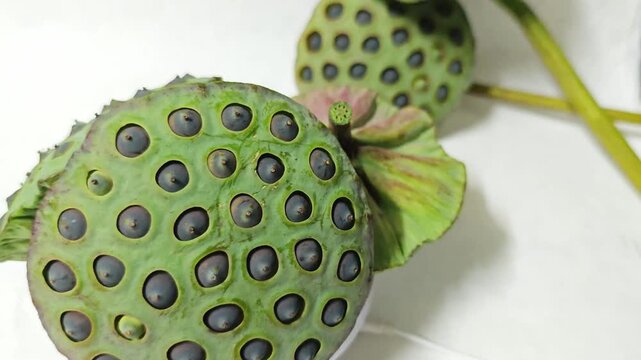 A group of mature green lotus seed pods on white background.
