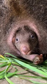 Cute Baby Wombat Joey Peeking Out of Mother Pouch