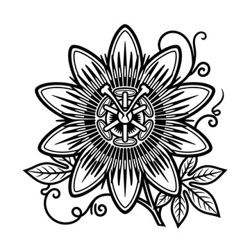 Detailed Black and White Illustration of a Passion Flower 1.