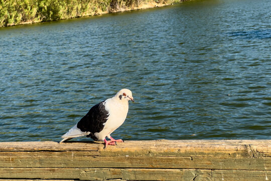 Black and white pigeon perched on wooden railing beside rippling water in Ilion park, Attica, Greece
